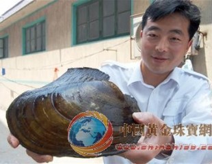 水庫里撈出三斤半大河蚌 殼中或藏大珍珠