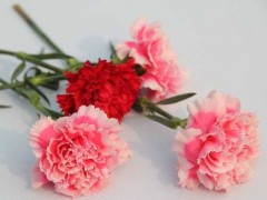 媽媽的生日送什么禮物好？ 媽媽生日禮物推薦