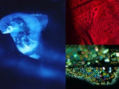 瑞士珠寶商Gübelin珠寶新作：天然包裹體造型的珠寶首飾