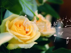 婚禮進(jìn)行曲有哪些版本 分享最好聽的婚禮背景音樂