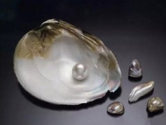什么是南洋珍珠?南洋珍珠為何那么貴?