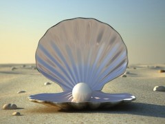 美麗珍珠的孕育者——珍珠母貝