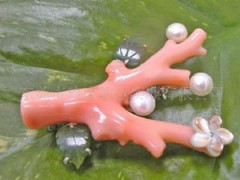 珊瑚的基本結(jié)構(gòu)